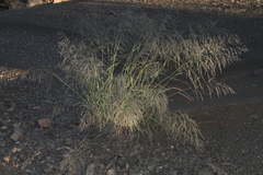 Eragrostis rotifer