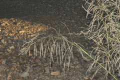 Eragrostis rotifer
