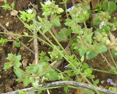 Campanula erinus