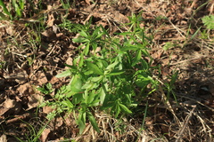 Ranunculus cassubicus