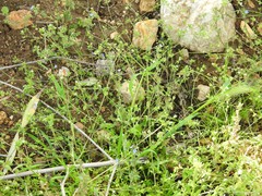 Campanula erinus