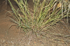 Eragrostis rotifer