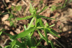 Ranunculus cassubicus