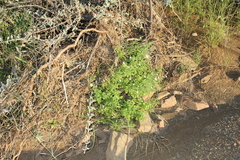 Jamesbrittenia primuliflora