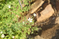 Jamesbrittenia primuliflora