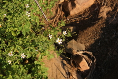 Jamesbrittenia primuliflora
