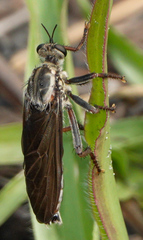 Prolepsis tristis