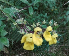 Calceolaria atahualpae