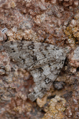 Ascotis fortunata