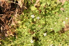 Jamesbrittenia primuliflora