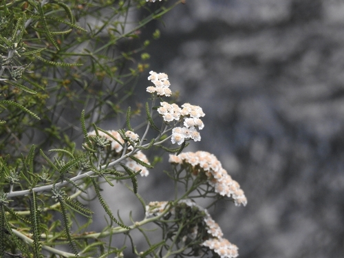 Image of Achillea cretica by (c) Yves Bas, some rights reserved (CC BY)