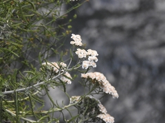 Achillea cretica