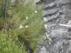 Achillea cretica