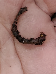 Lumbricidae