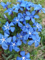 Gentiana brachyphylla