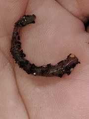 Lumbricidae