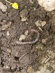 Lumbricidae