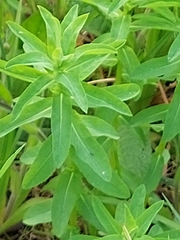 Euphorbia stricta