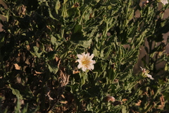 Codon