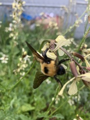 Bombus nevadensis