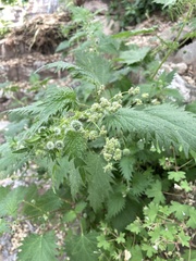 Urtica pilulifera