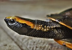 Platemys platycephala