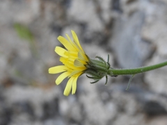 Picris pauciflora