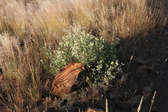 Leucosphaera bainesii