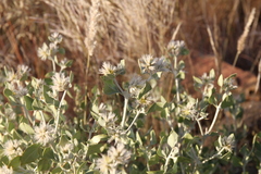 Leucosphaera bainesii