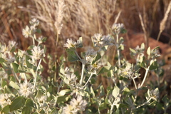 Leucosphaera bainesii