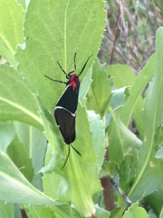 Ctenucha multifaria