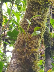 Stelis perpusilliflora