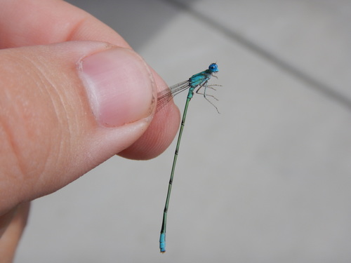 Pale Bluet photo 2