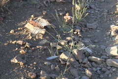 Stipagrostis hirtigluma