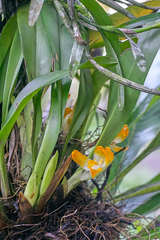 Maxillaria mombachoensis