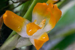 Maxillaria mombachoensis