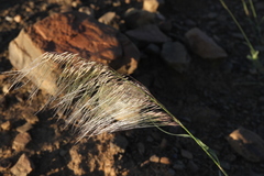 Stipagrostis hirtigluma