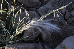 Stipagrostis hirtigluma