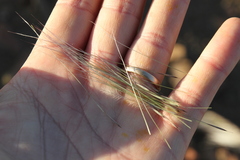 Stipagrostis hirtigluma