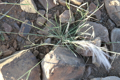 Stipagrostis hirtigluma