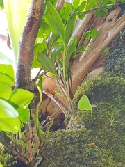 Stelis perpusilliflora