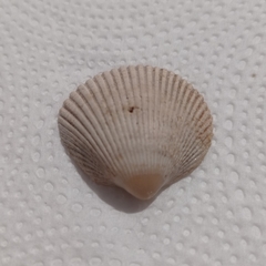 Dallocardia delicatula
