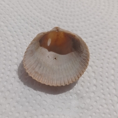 Dallocardia delicatula