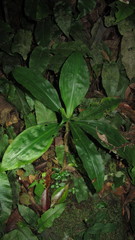 Amischotolype hispida