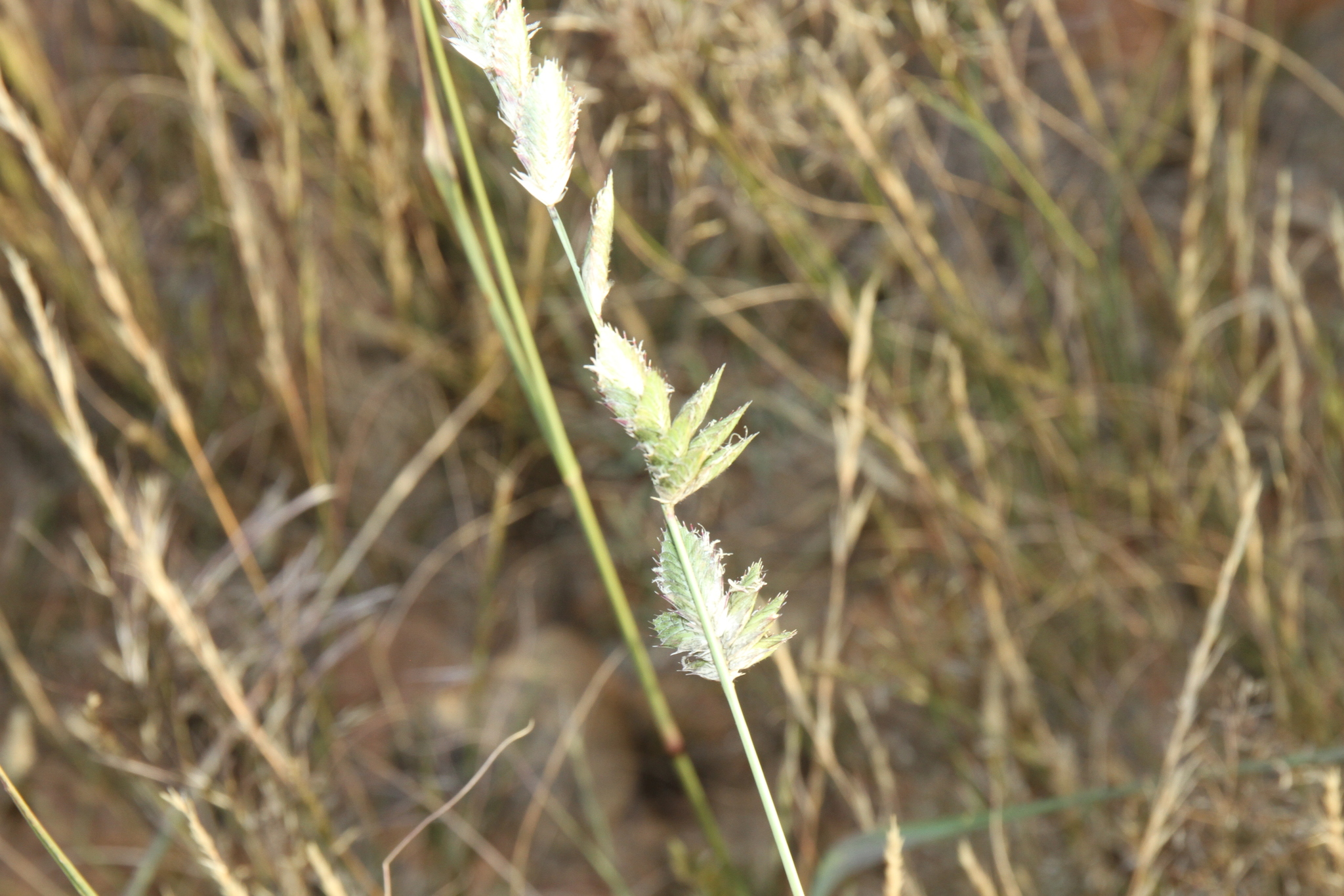 Entoplocamia Stapf