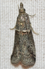 Acrobasis obliqua