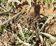 Lycosidae