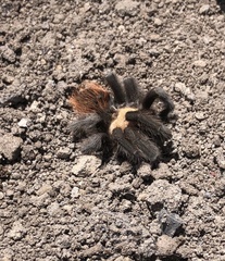 Brachypelma albiceps