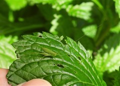 Chloroscirtus forcipatus