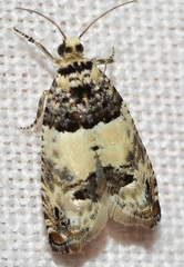 Epinotia thapsiana